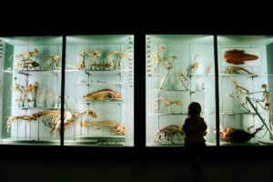 Noaptea Cercetătorilor Europeni – Micii cercetători ai trecutului